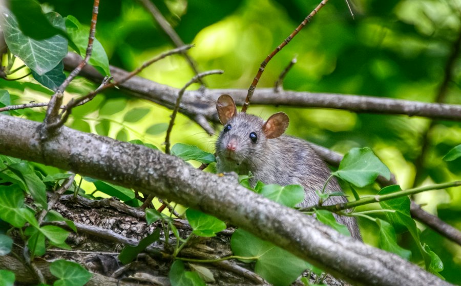 Rat on a garden branch